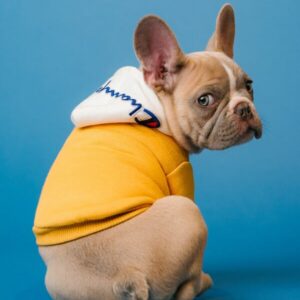 Dog Yellow sweater